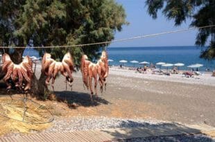 Polpi ad essiccare fuori da una taverna, una tipica immagine della cucina Greca