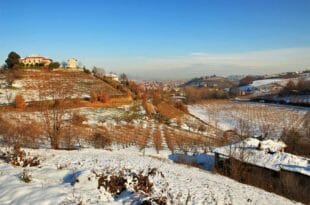 Un'azienda vinicola in Piemonte