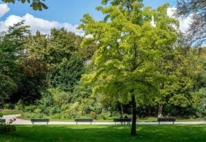 Jardin de Champs elysees Parigi