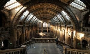 Museo di Storia Naturale di Londra, l'interno