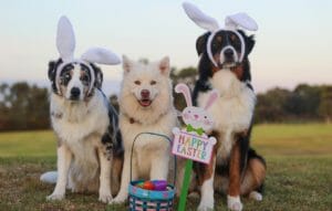 Buona Pasqua, gruppo cani