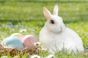 Buona Pasqua, coniglio bianco