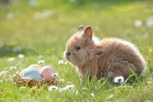 Pasqua Immagini Coniglio